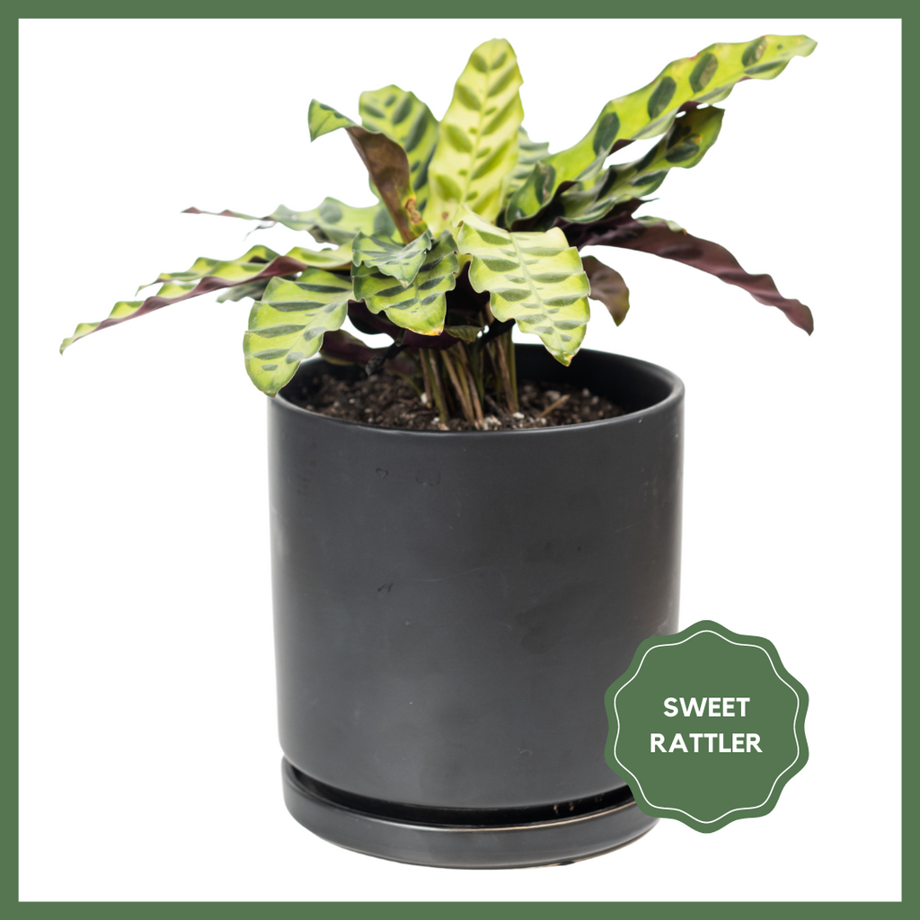 Greenhouse Choice - Surprise Plant