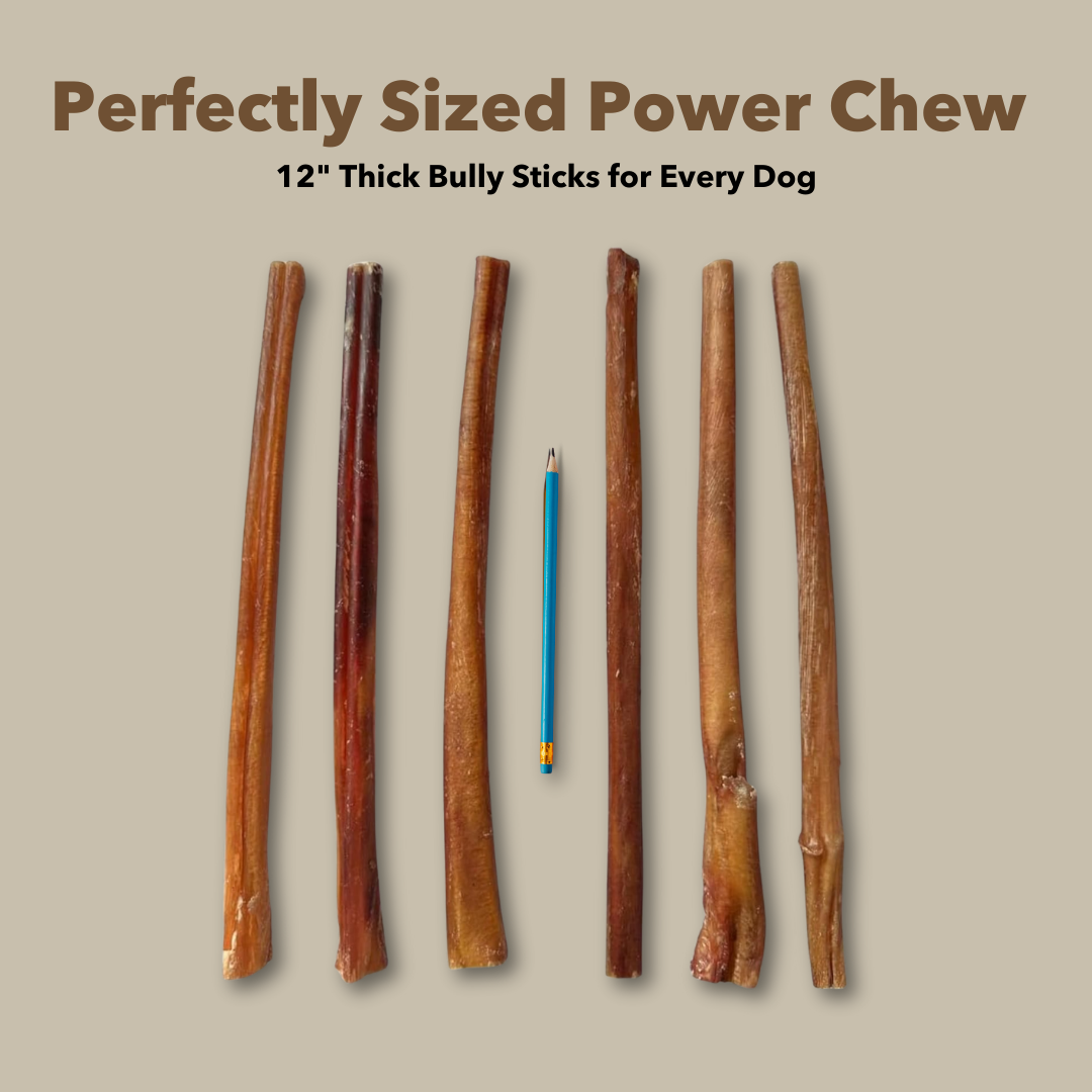 12" Thick Bully Sticks Display Box by Mighty Chewz