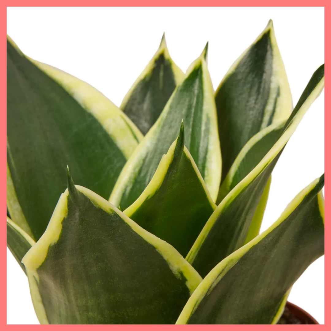 Snake Plant in Nursery Pot