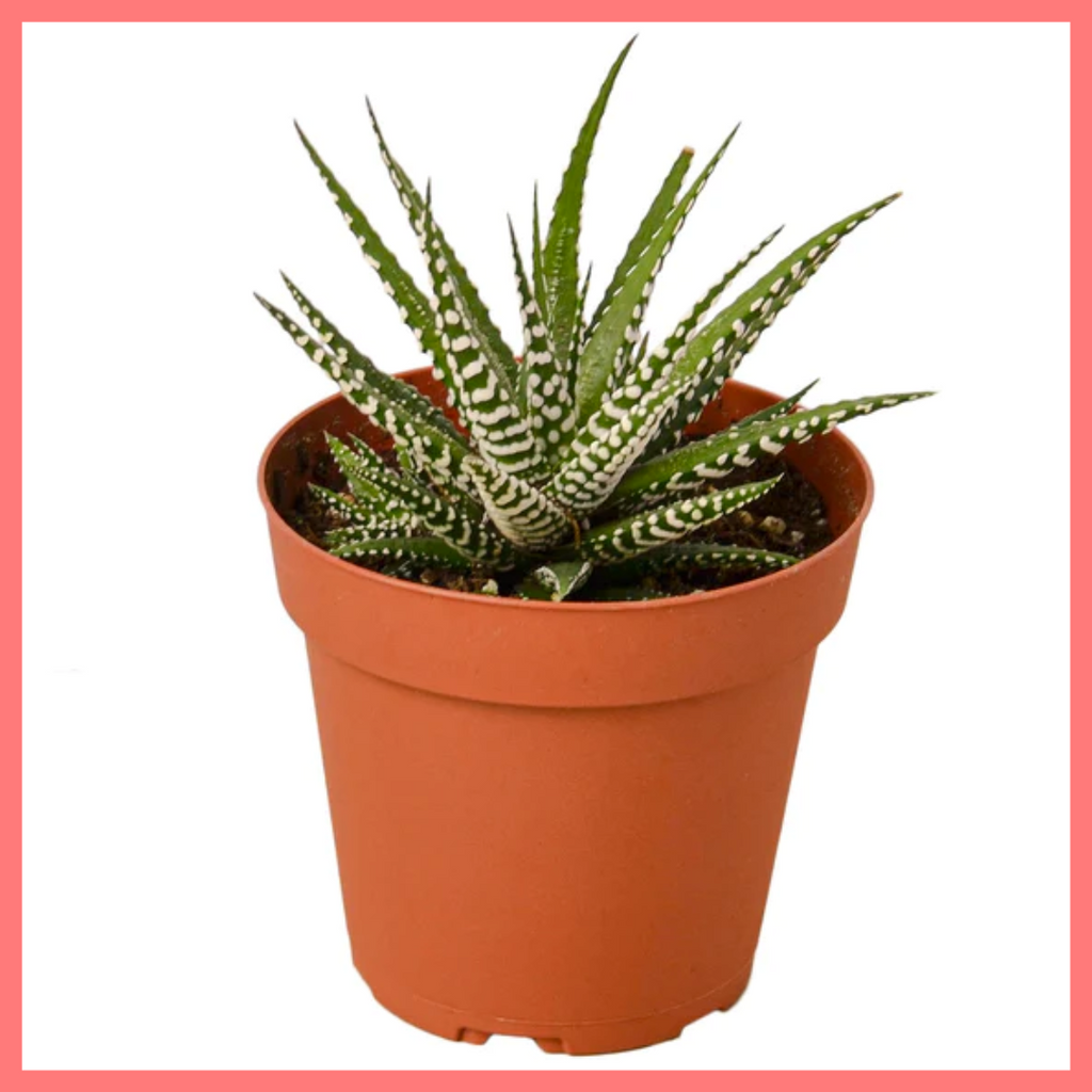 The Harper Succulent