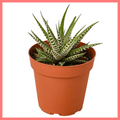 The Harper Succulent