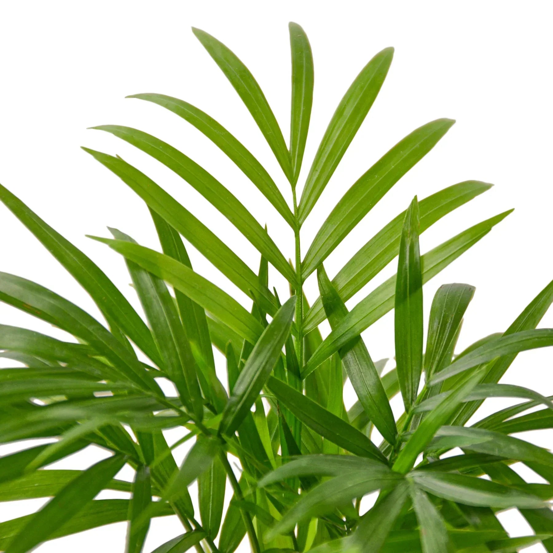 Parlor Palm Plant