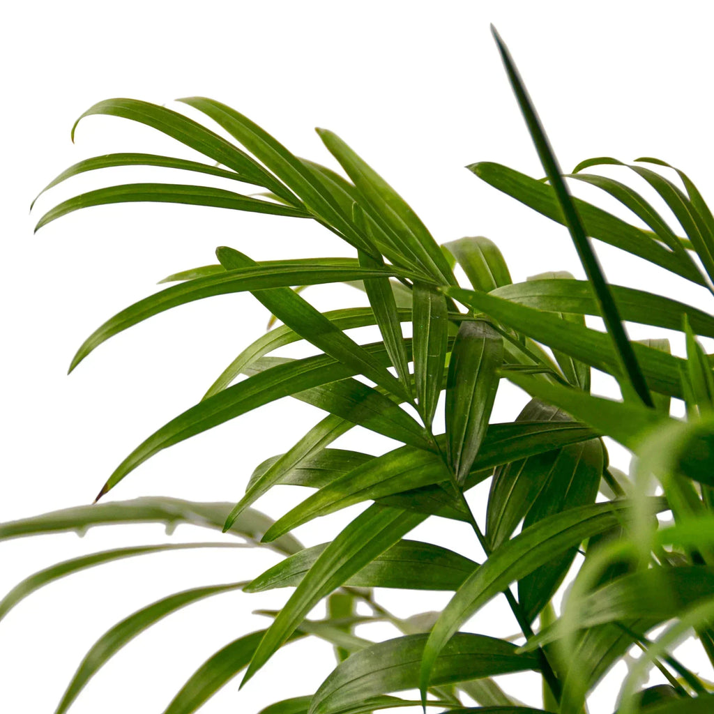 Parlor Palm Plant