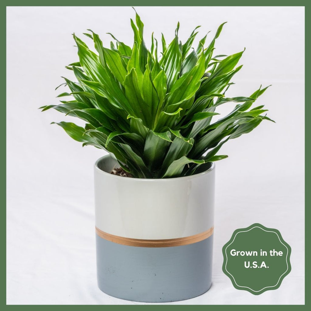 Plant Subscription - 3 Months