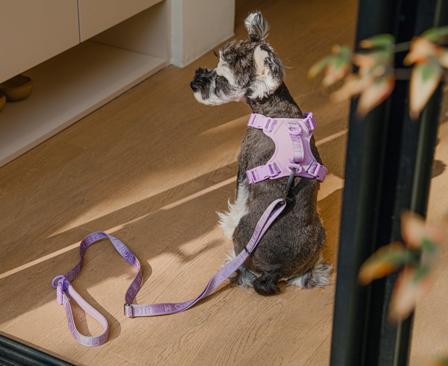 PADDED  ACTIVE  PET LEASH  - MINT GREEN