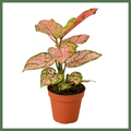 'Lady Valentine' Plant