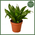 Dracaena 'Janet Craig' Plant