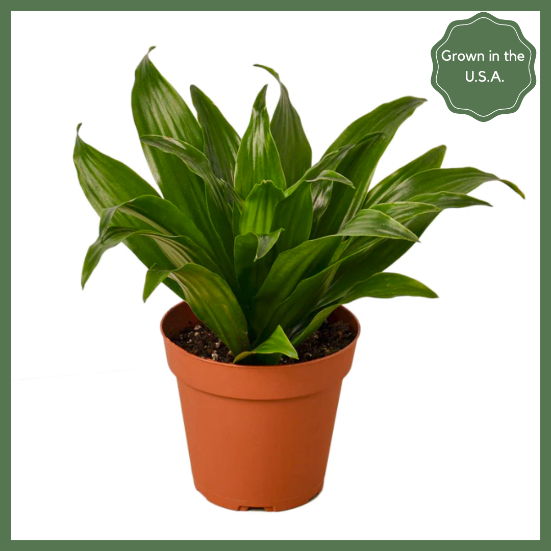 Dracaena 'Janet Craig' Plant