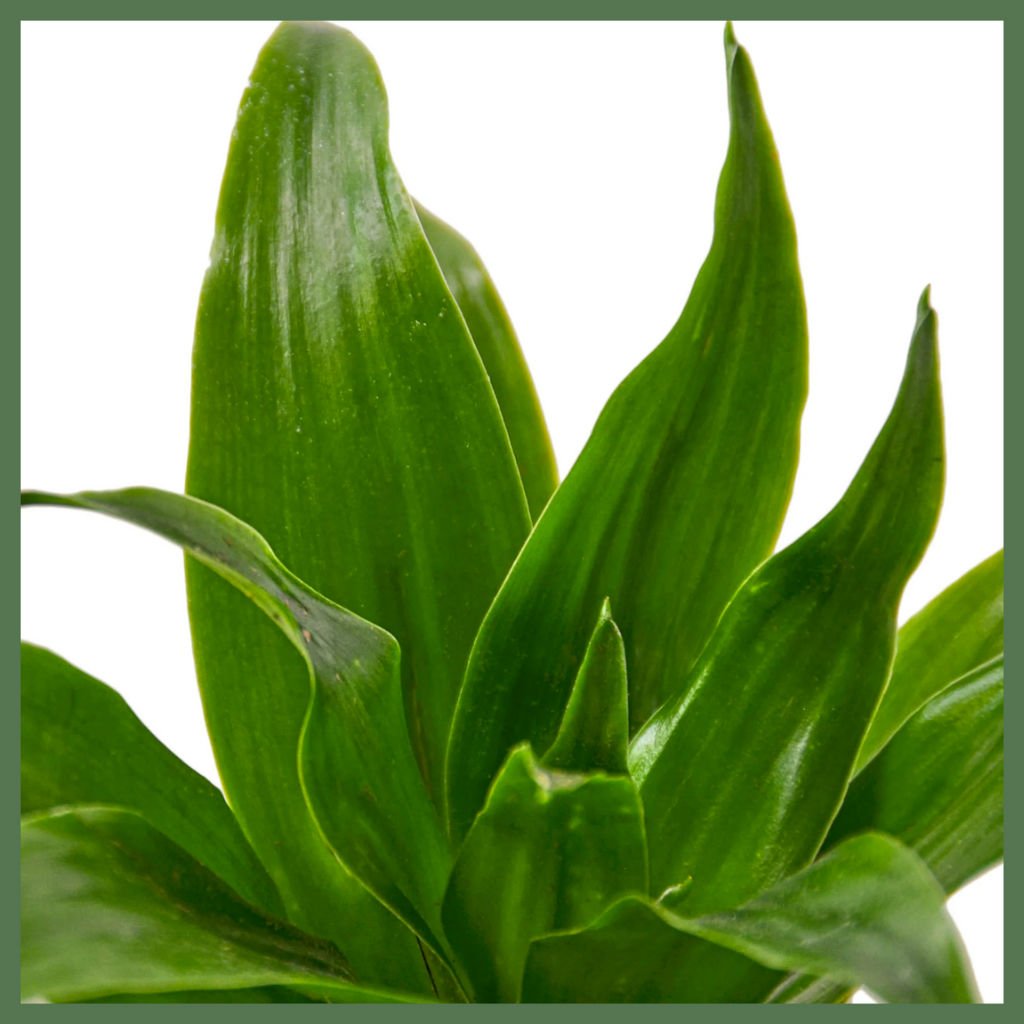 Dracaena 'Janet Craig' Plant
