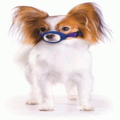 Color-Coded Strap Quick Muzzle for Dogs XXS-5XL