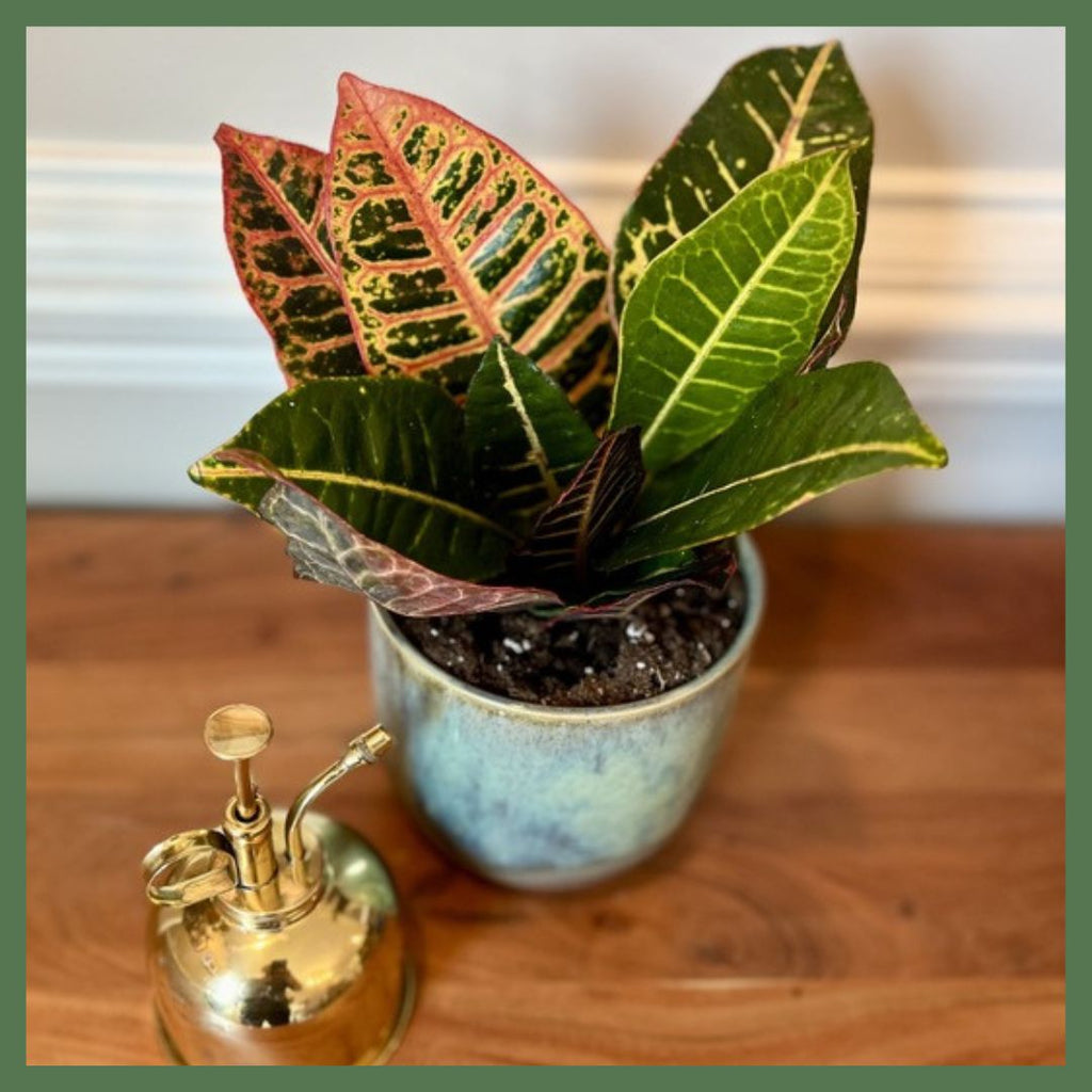 Croton Petra Plant in Planter