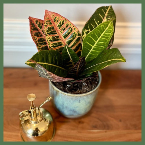 Hey Friend Plant