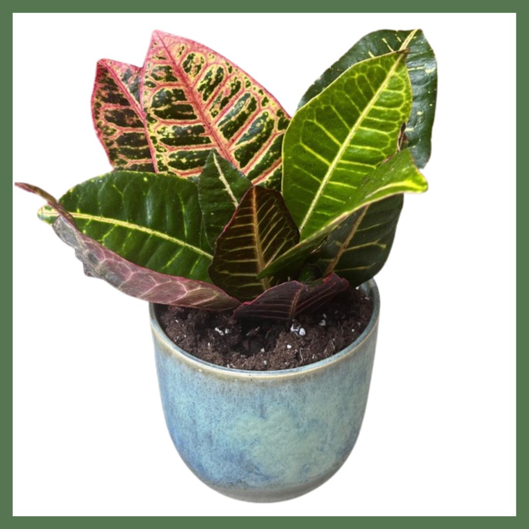 Unicorn Croton Petra Plant