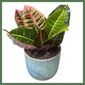 Croton Petra Plant in Planter