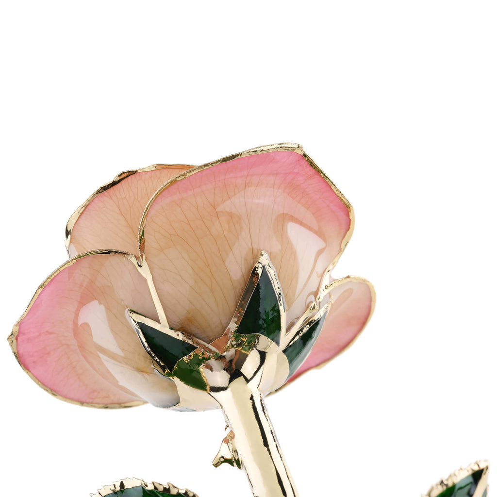 Timeless Rose (Light Pink)