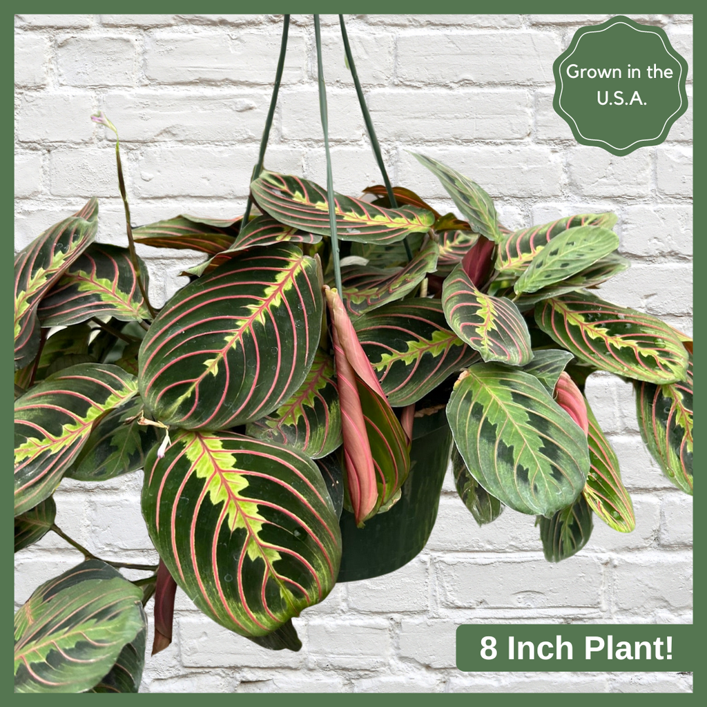 Living on a Prayer (Plant)
