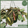 Living on a Prayer (Plant)