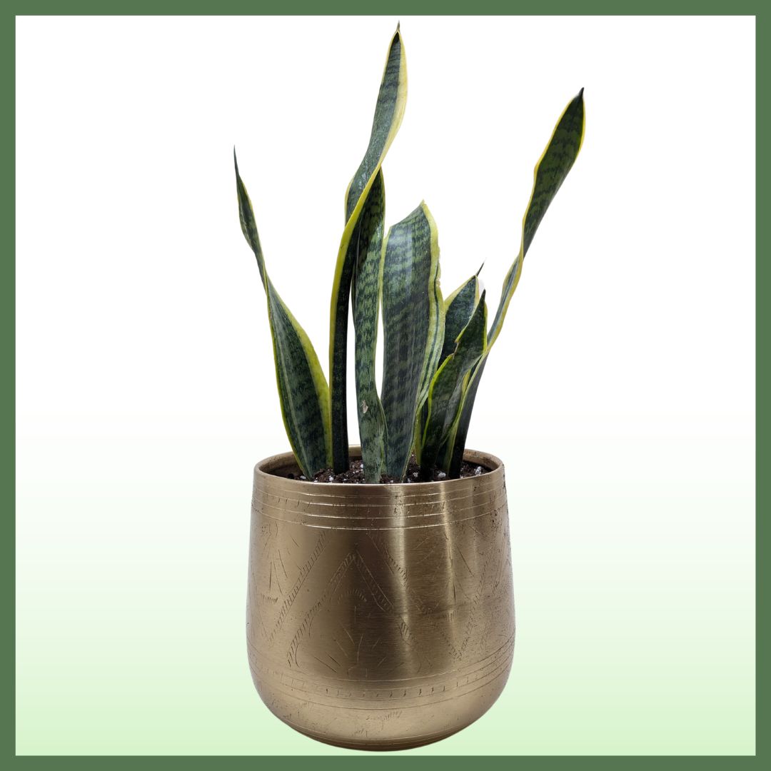Snake Plant Laurentii