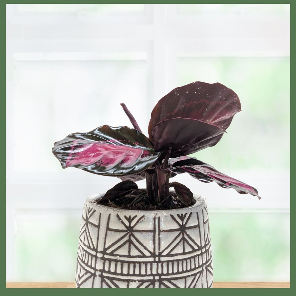 The Callie Plant