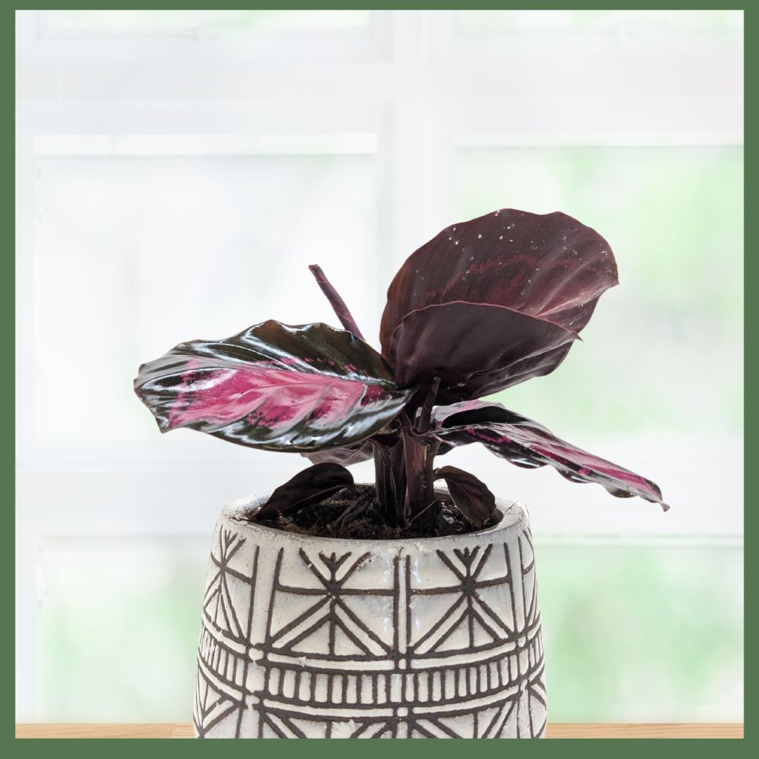 The Callie Plant