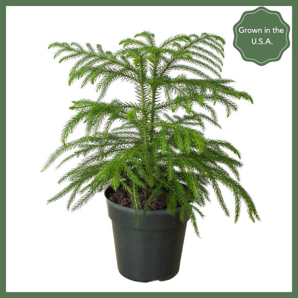 Norfolk 'Island Pine'
