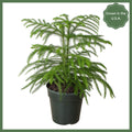 Norfolk 'Island Pine'
