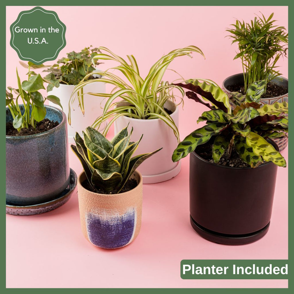 Greenhouse Choice - Surprise Plant