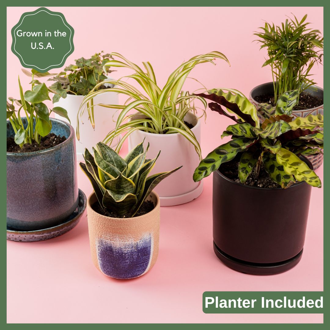 Greenhouse Choice - Surprise Plant