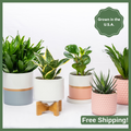 Plant Subscription - 3 Months