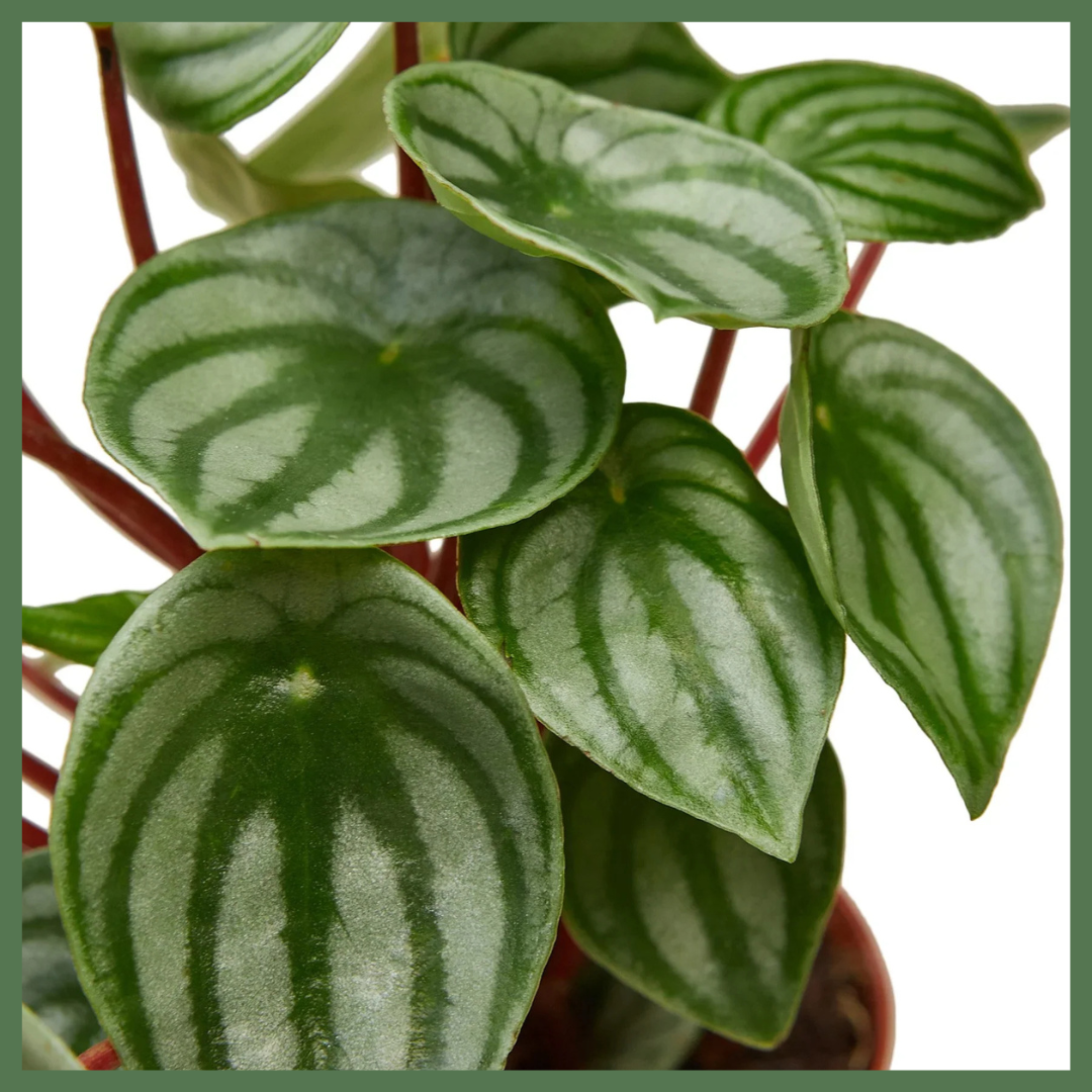 Peperomia Watermelon