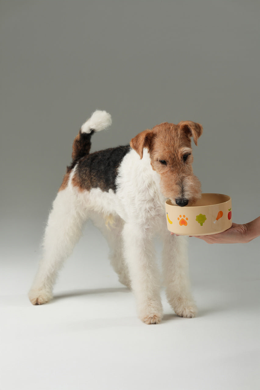 Ceramic Pet Bowl - Nomnom Bowl