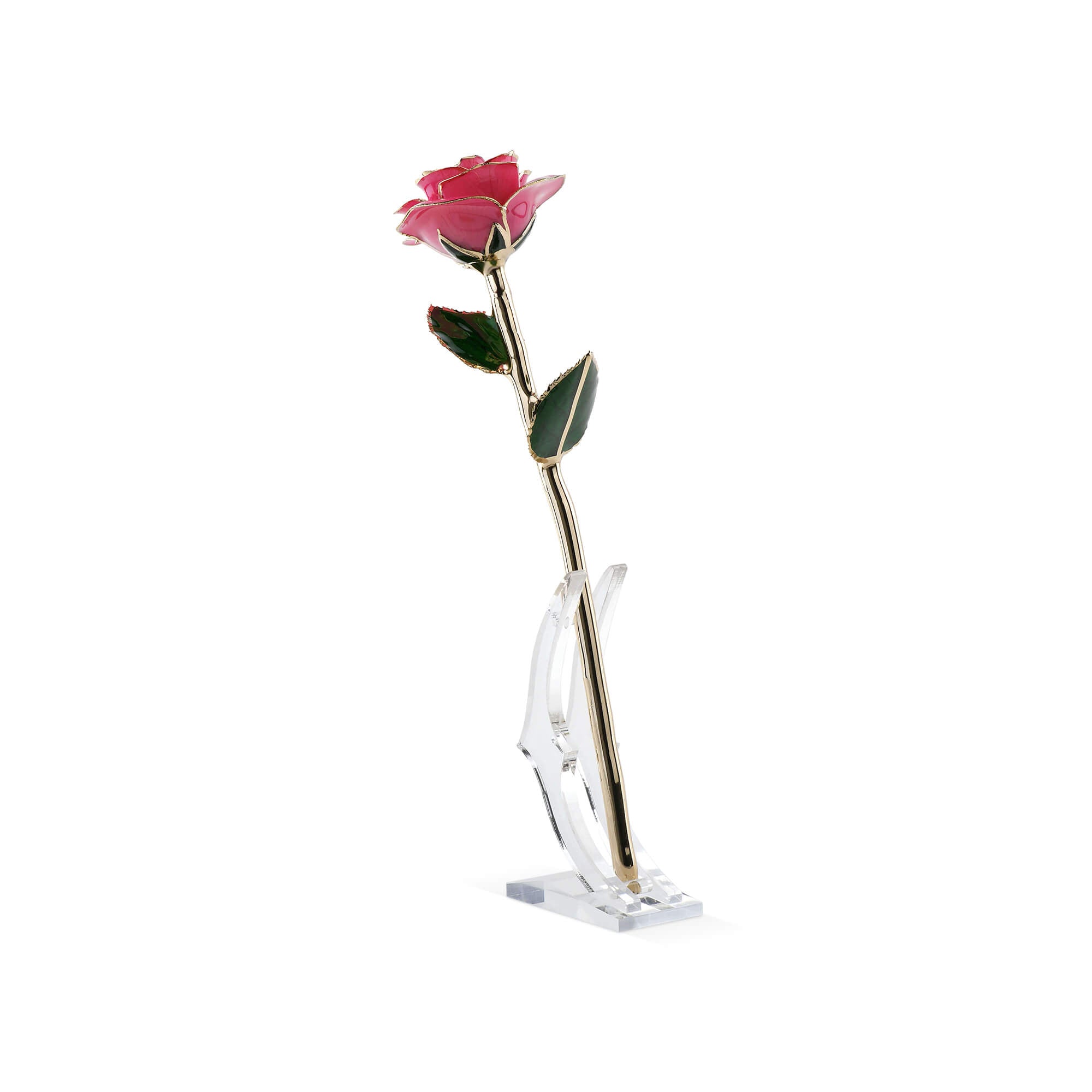 Timeless Rose (Pink)
