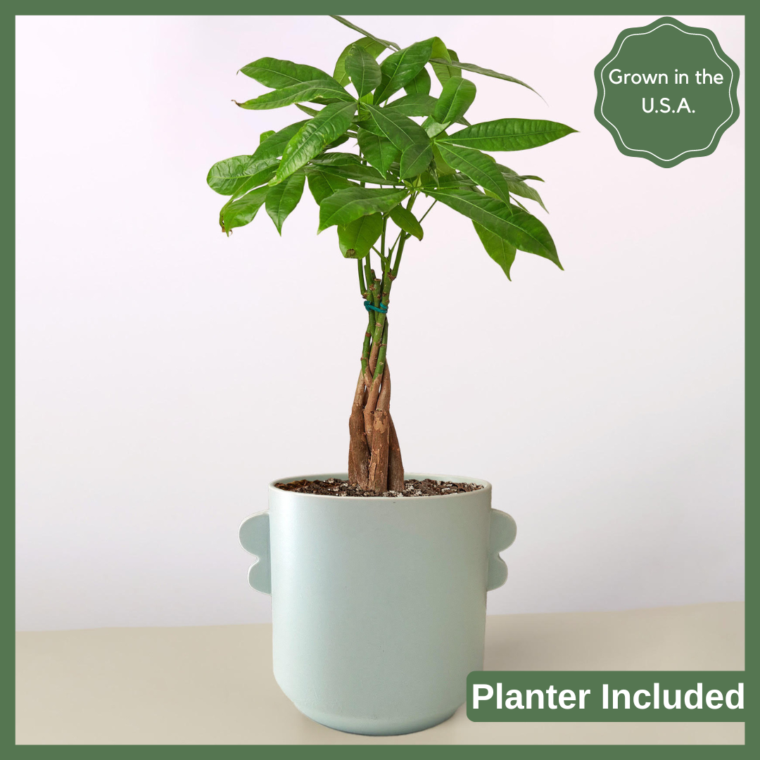 Money Tree Plant in Planter