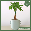 The Monica Money Tree Plant