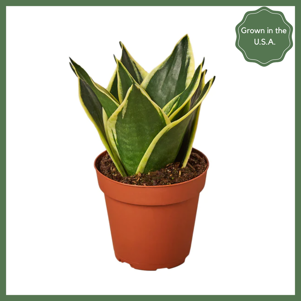 Serpent's Charm Snake Plant