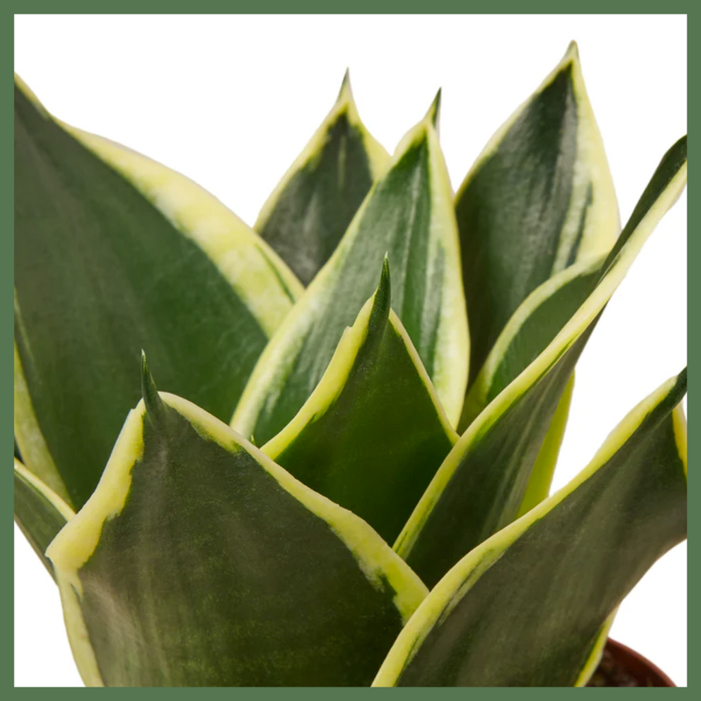 Serpent's Charm Snake Plant