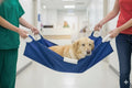 Soft Quick Carry Animal Stretcher