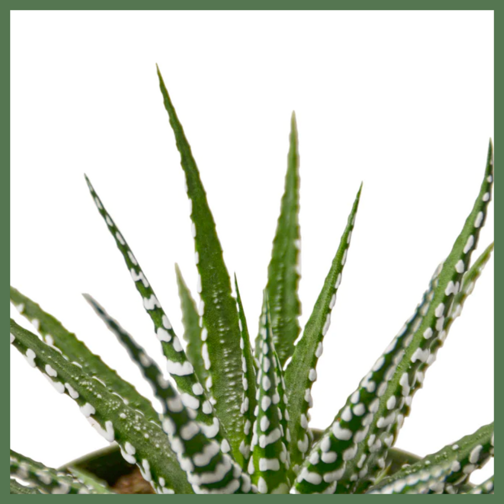 Zebra Succulent in Nursery Pot