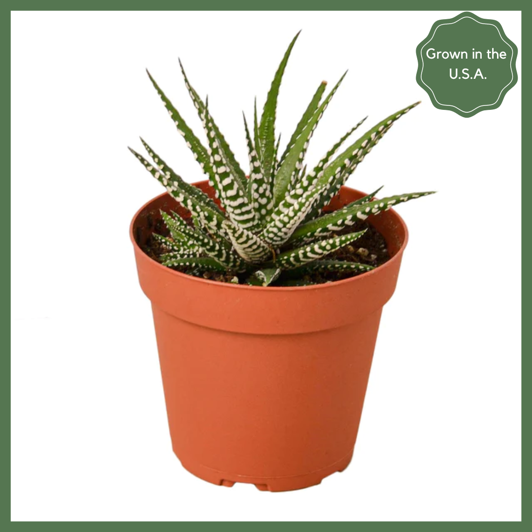 Striped Beauty Succulent