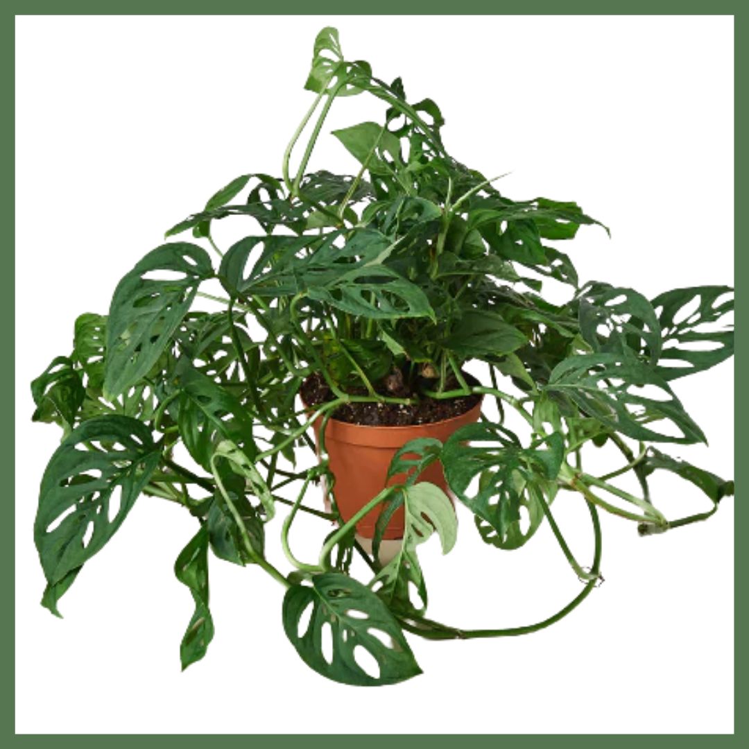 Swiss Cheese Plant