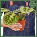 Maranta Red Prayer Plant in Nursery Pot