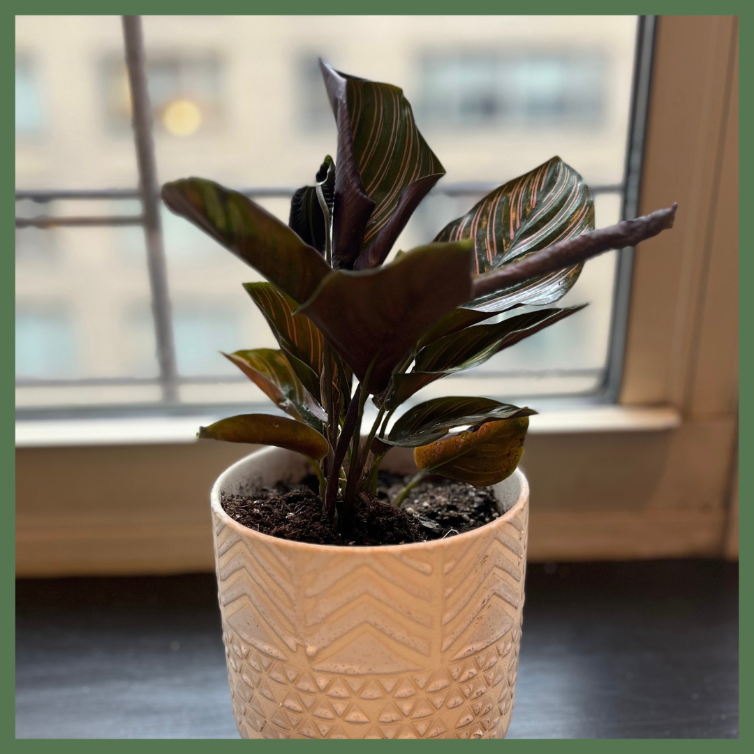 Calathea Ornata