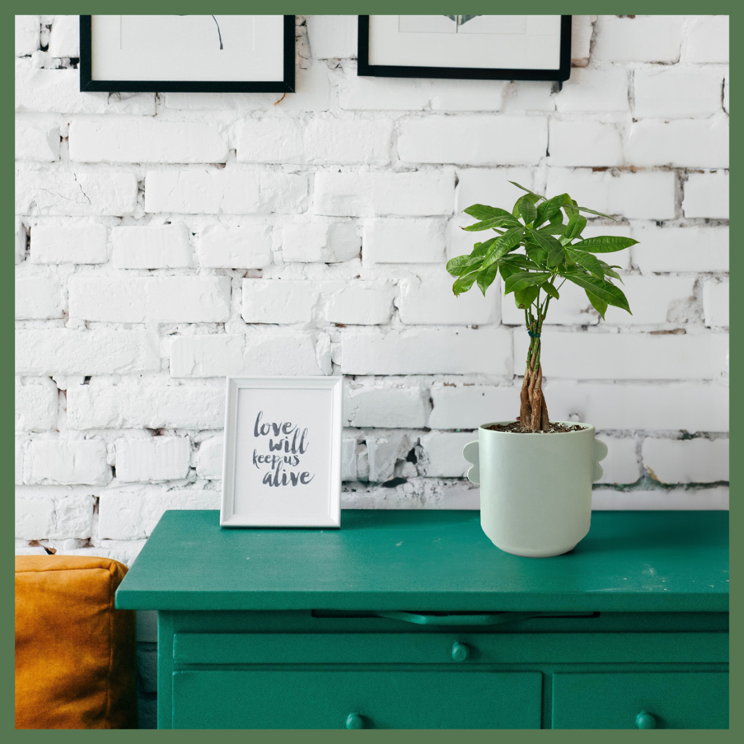 The Monica Money Tree Plant