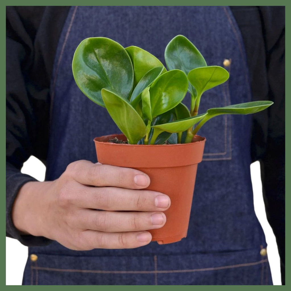 Peperomia Thailand Plant in Nursery Pot