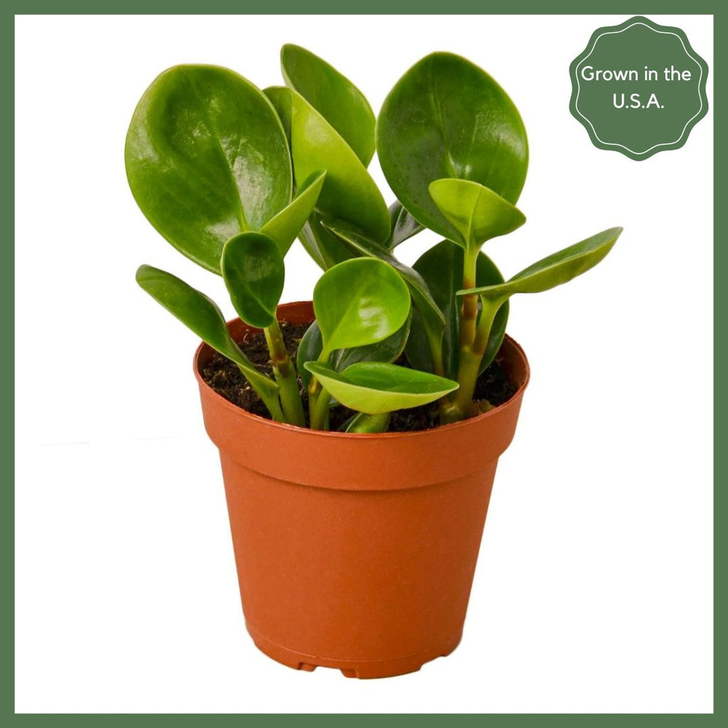 Peperomia Thailand Plant in Nursery Pot