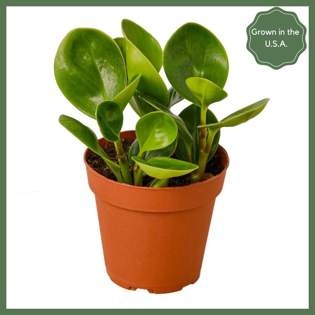 Peperomia Thailand Plant in Nursery Pot