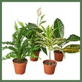Air Purifying Plant Pack