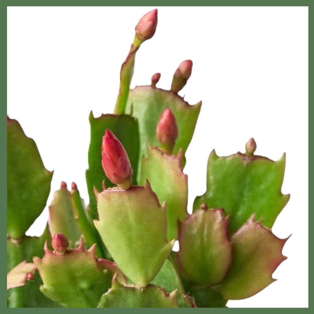 Zygocactus 'Christmas Cactus'