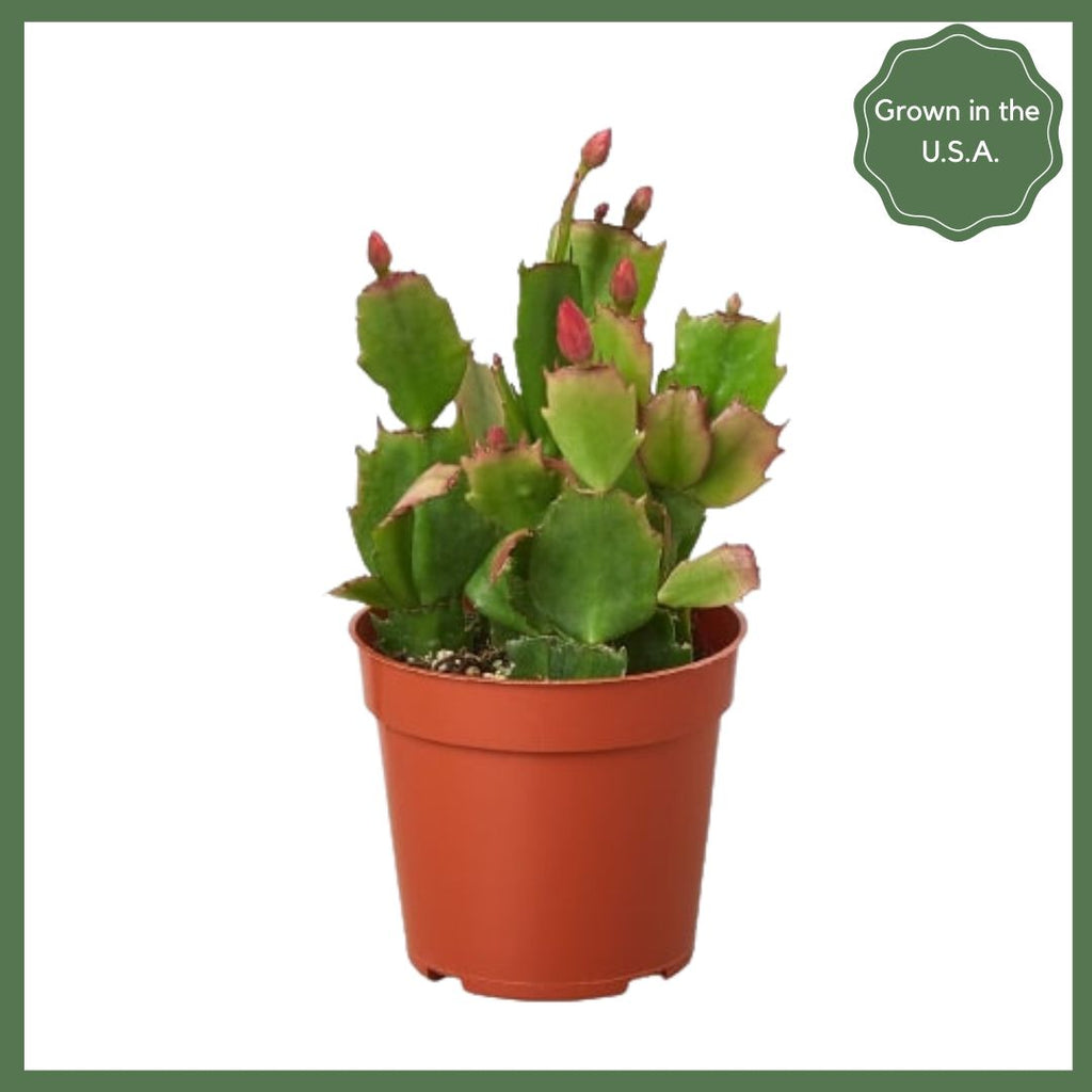 Zygocactus 'Christmas Cactus'