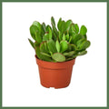 Crassula Jade Succulent
